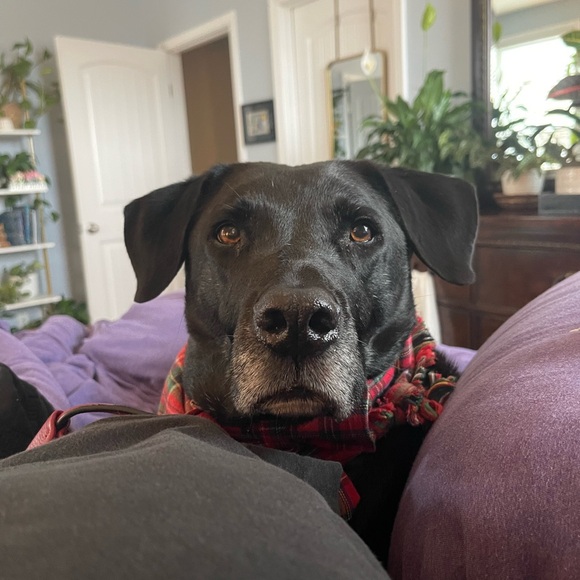 Meet your Posher, Sam - Picture 7 of 13